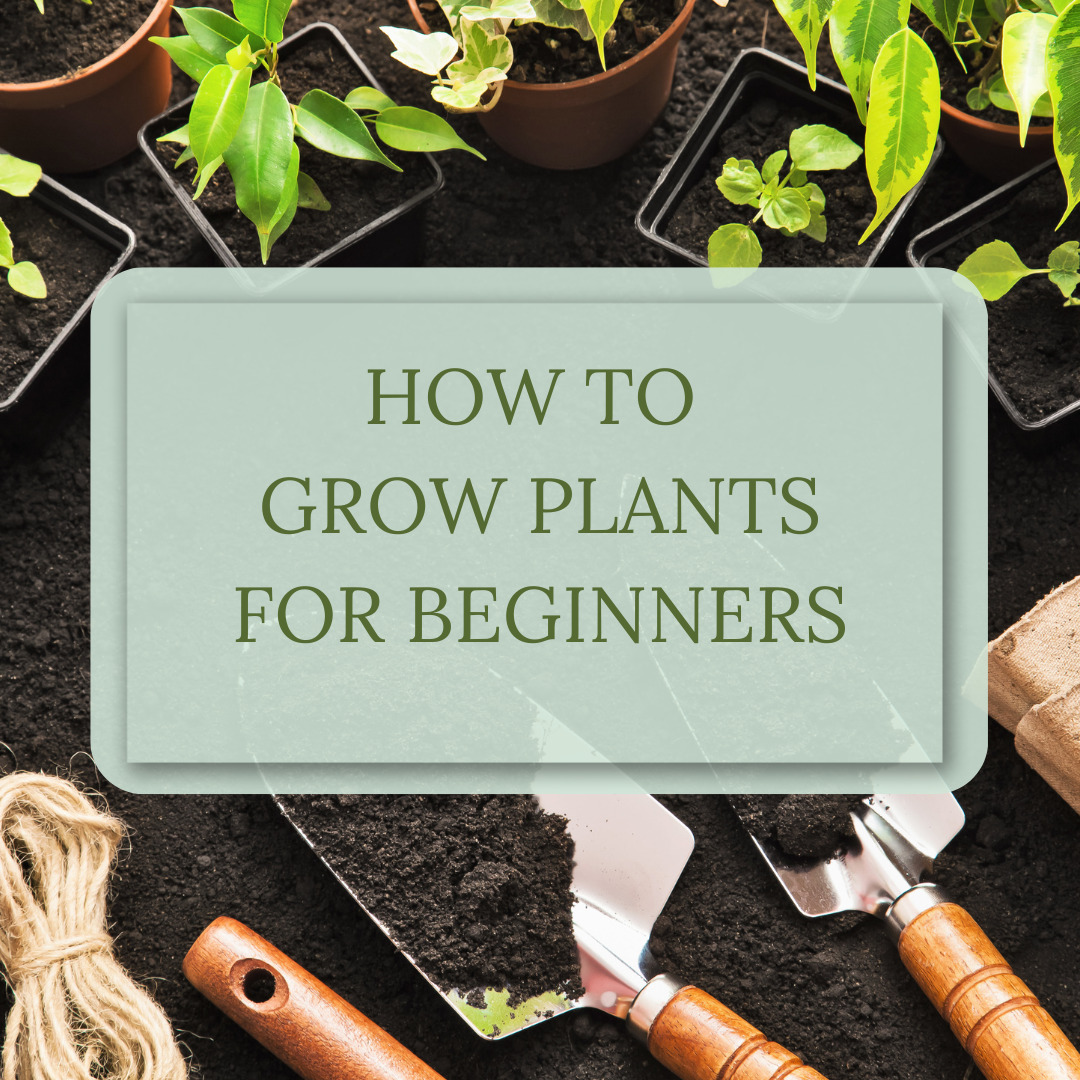How to grow plants for beginners cover